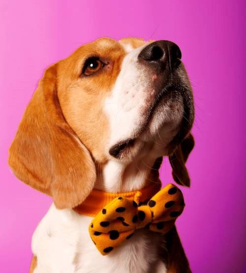 beagle-corbatin