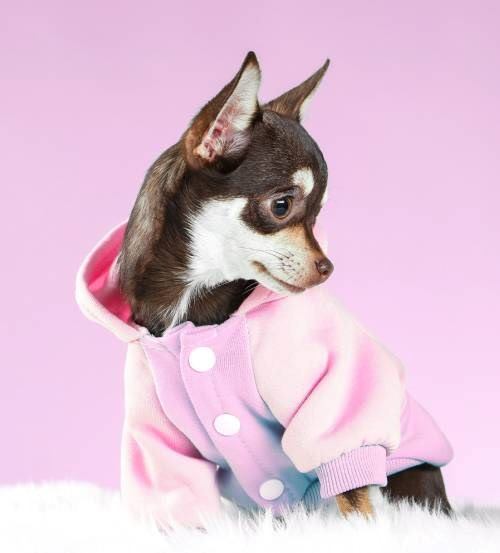 ropa-perro-chihuahua